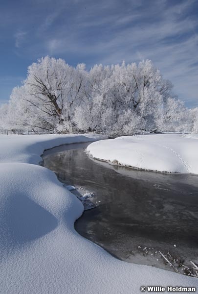 creekfrosttrees022009 12031
