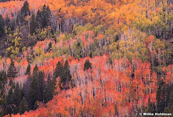 Red Orange Green Aspens 100114 2