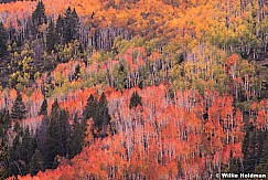Red Orange Green Aspens 100114 2