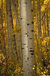 Glowing Aspen Tree 092626 9180