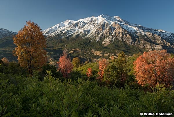 Maple Trees Timpanogos 092517 4803