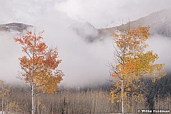 Two Lone yellow aspen 101118 0547 4