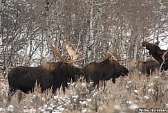 Moose112409 2441
