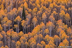 Wasatch Range Aspens 100814 1557 1613