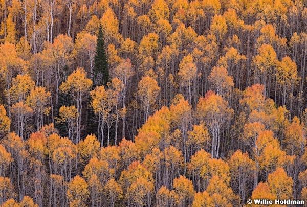 Wasatch Range Aspens 100814 1557 1613