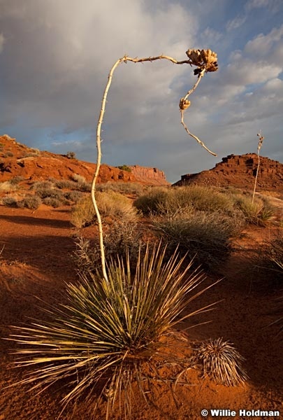 Canyonlandswhiterim110610 9692