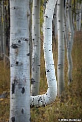 Correcting Aspen Tree 092318 2090 4
