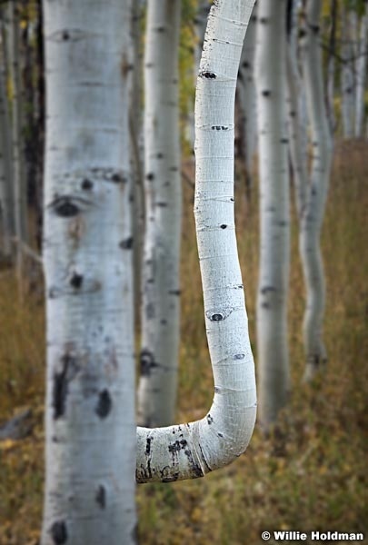 Correcting Aspen Tree 092318 2090 4