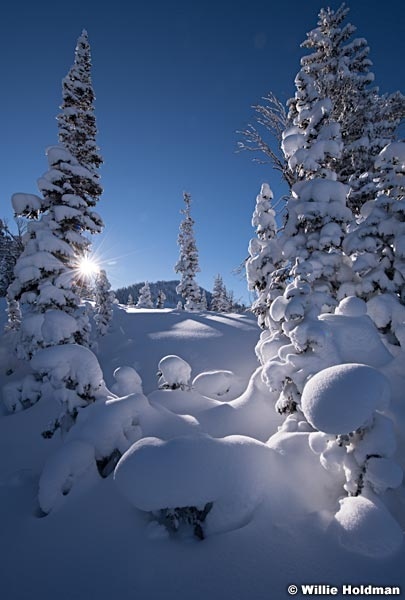 Powder Tree 120418 9247 5