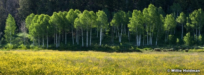 Yellow Flowers Aspens 062113