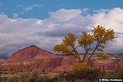 Torrey Knoll Cottonwood 102924 4785