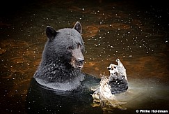 Black Bear Alaska 081916 5608