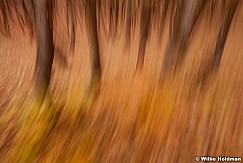 Abstractimpressions101510 6683
