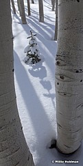 Pine Aspens Winter 041312 2
