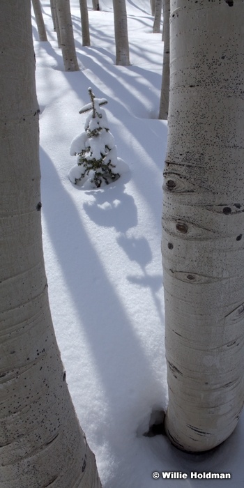 Pine Aspens Winter 041312 2