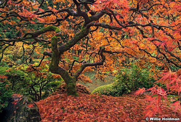 Japanese Maple 110414 6314 3F