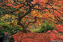 Japanese Maple 110414 6314 3F