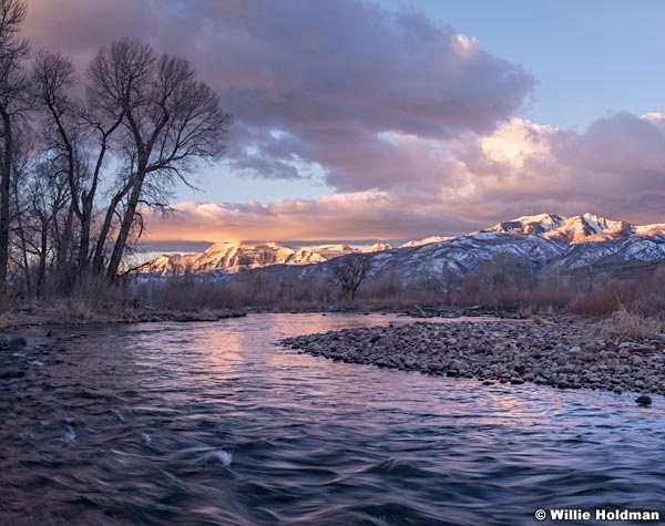 Provo River Sunrise Tree 020815