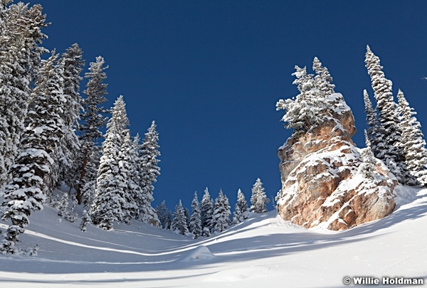 Box Elder Peak Snow Pines 112510 128