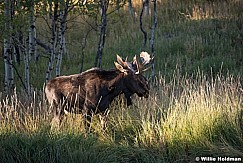 Two Moose Side by Side 092619 2358