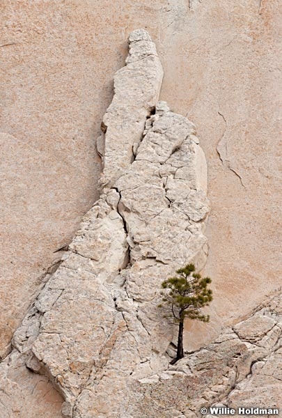Loneponderosa040611