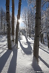 Rainbowpine020711 137