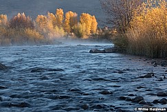 Sidelit Yellow Cottonwoods Provo River 102121 7969 2