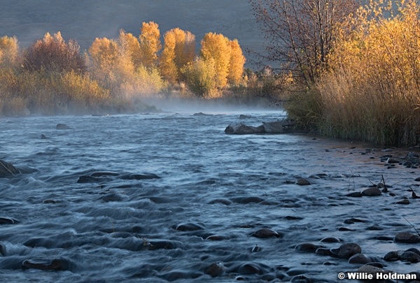 Sidelit Yellow Cottonwoods Provo River 102121 7969 2
