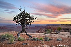 Valley of The Gods Dancing Tree 04222 4879 4879
