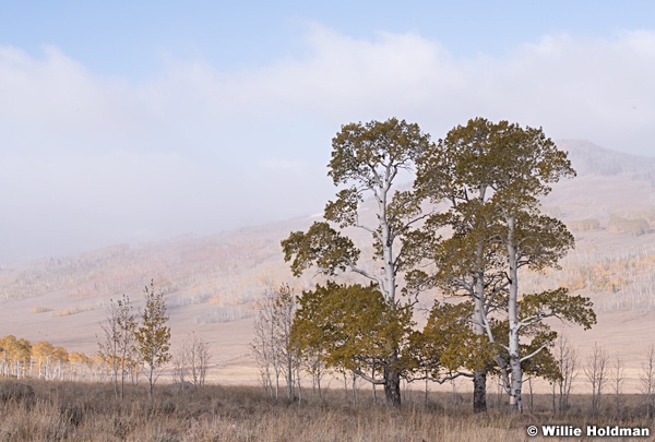 Two Aspens 101019 7912 3