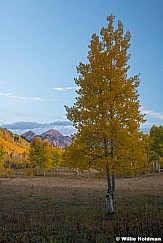 Lone Aspen Tall Tree 100521 9557