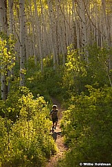 Trail Hiking Aspens 061513 9456