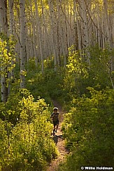 Trail Hiking Aspens 061513 9456