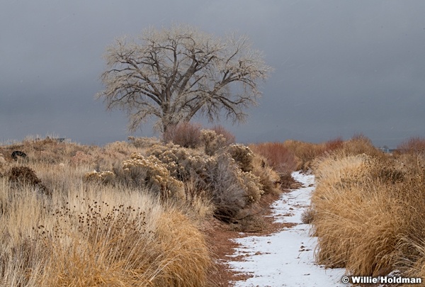 Bare Cottonwood Tree 010424 2224