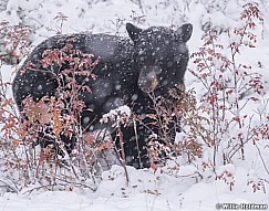 Black Bear Winter Berries 100118 6804