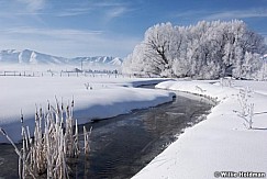 Frostytreepasture022009 12717