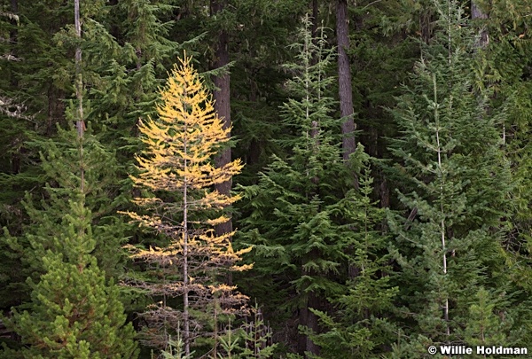 Yellow Pine Tree 110614 7527 3