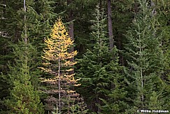Yellow Pine Tree 110614 7527 3