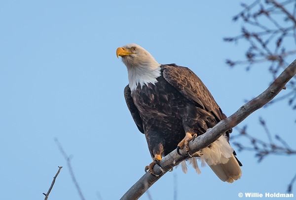 Bald Eagle 020525 4230