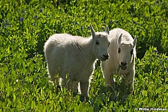 babygoats073009 601