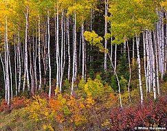 Aspen Colors DeerValley 092914