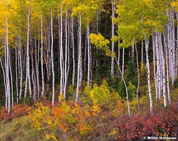 Aspen Colors DeerValley 092914