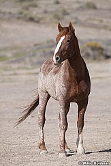 Mustang Portrait 051521 7823