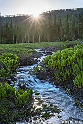 Skunk Cabbage Stream 061017 3816