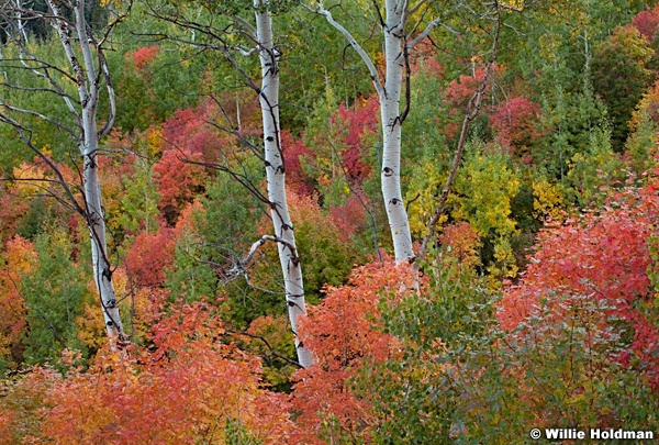 Aspens Maples Autumn 092611 36