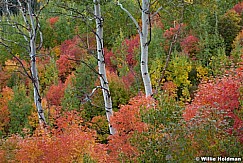 Aspens Maples Autumn 092611 36