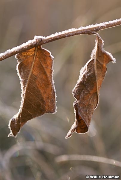Leaftexxture100708 9611