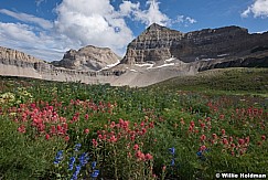 Timpanogos Wildflowers 071915 0300 4