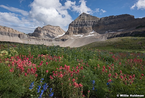Timpanogos Wildflowers 071915 0300 4