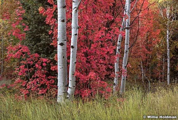 Aspen Trunks Maples 091916 4003 3